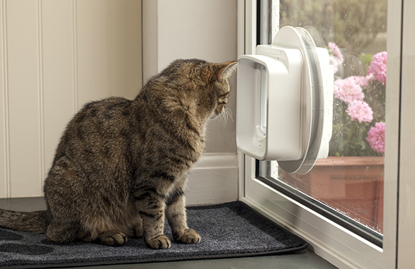 Microchip Cat Door Dual Scan Glass NZ Pet Doors